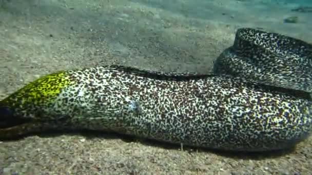 Moray Eel Mooray Lycodontis Undulatus Красном Море Эйлат Израиль — стоковое видео