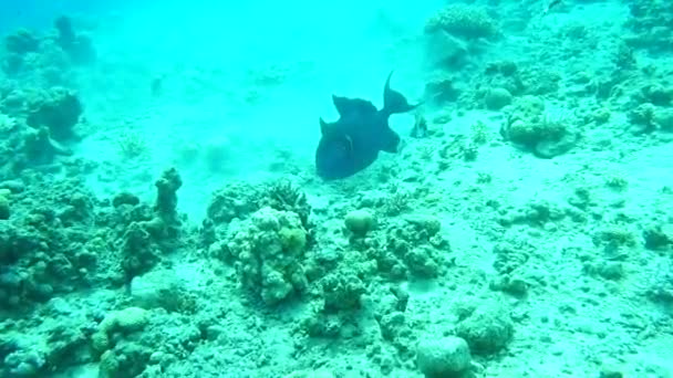 紅海で泳ぐ魚 カラフルな魚 エイラートイスラエル — ストック動画