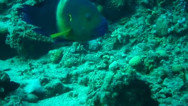 Ryby Pływają Morzu Czerwonym Kolorowe Ryby Eilat Israel — Wideo stockowe