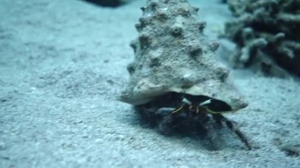 Bristlade Ermit Krabba Röda Havet Färgglada Och Vackra Eilat Israel — Stockvideo