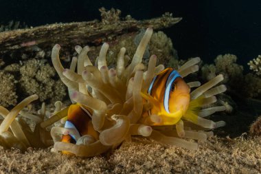 Kızıldeniz 'deki mercan resifi ve su bitkileri, Eilat Israel