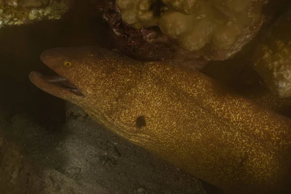 Eilat Israel红海的Moray Eel Mooray Lycodontis Undulatus — 图库照片