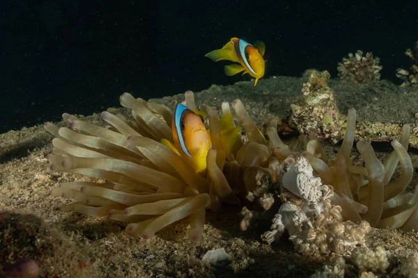 Kızıldeniz 'deki mercan resifi ve su bitkileri, Eilat Israel