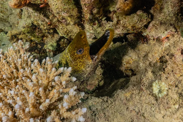 Moray Eel Mooray Lycodontis Undulatus Vörös Tengeren Eilat Israel — Stock Fotó