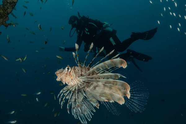 Lion fish in the Red Sea colorful fish, Eilat Israel