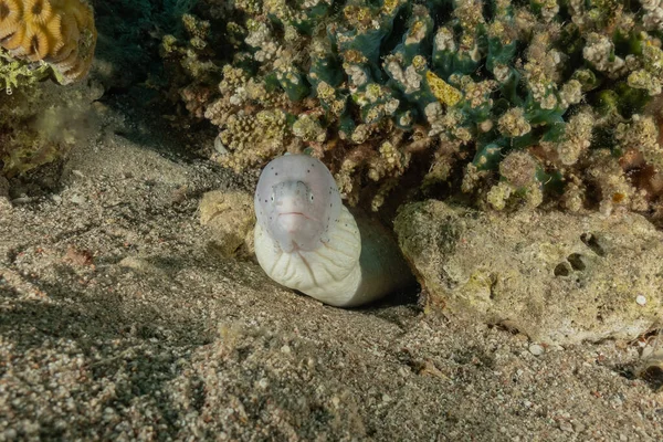 Moray Eel Mooray Lycodontis Undulatus Red Sea Eilat Israel — 스톡 사진