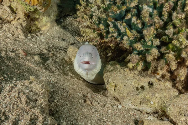 Moray Enguia Mooray Lycodontis Undulatus Mar Vermelho Eilat Israel — Fotografia de Stock