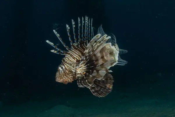 Lion Fish Red Sea Colorful Fish Eilat Israel — Stock Photo, Image