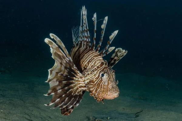 紅海のライオン魚カラフルな魚 エイラートイスラエル — ストック写真