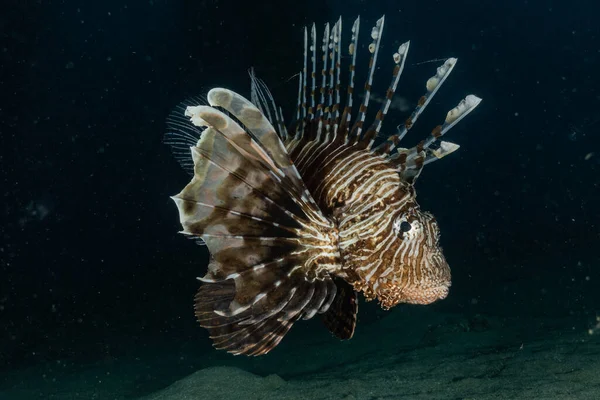 Lion Fish Red Sea Colorful Fish Eilat Israel — Stock Photo, Image