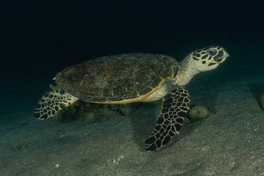 Kızıl Deniz 'de Şahin gagalı deniz kaplumbağası, Dahab, Mavi Göl Sina