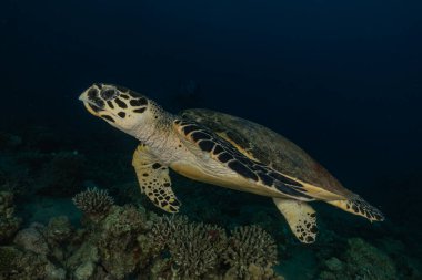 Kızıl Deniz 'de Şahin gagalı deniz kaplumbağası, Dahab, Mavi Göl Sina