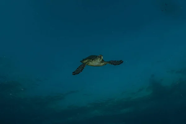 红海中的霍克斯比尔海龟 大哈布 西奈半岛蓝色泻湖 — 图库照片
