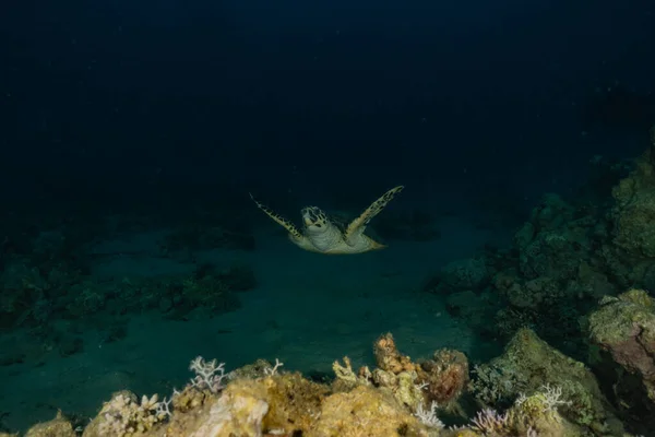 Habichtsschnabel Meeresschildkröte Roten Meer Dahab Blaue Lagune Sinai — Stockfoto