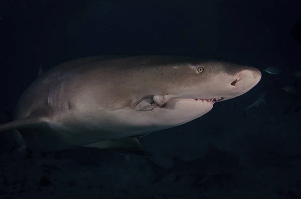 Scarred Lemon Shark from Fisherman Hook