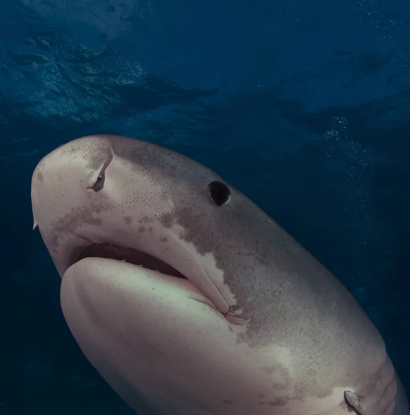 Tiger Shark Close Up