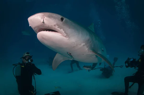 Великий тигрова акула — стокове фото