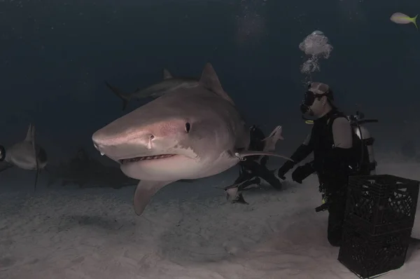 Tiger Shark Swimming past diver