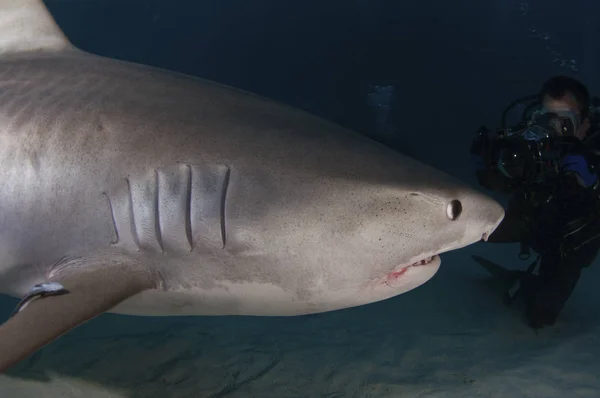 Dużych Tiger Shark — Zdjęcie stockowe