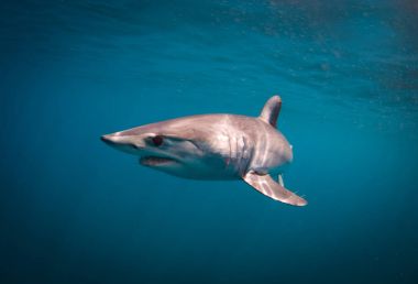 Sort Fin Mako Shark