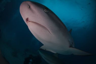 Caribbean Reef Shark clipart