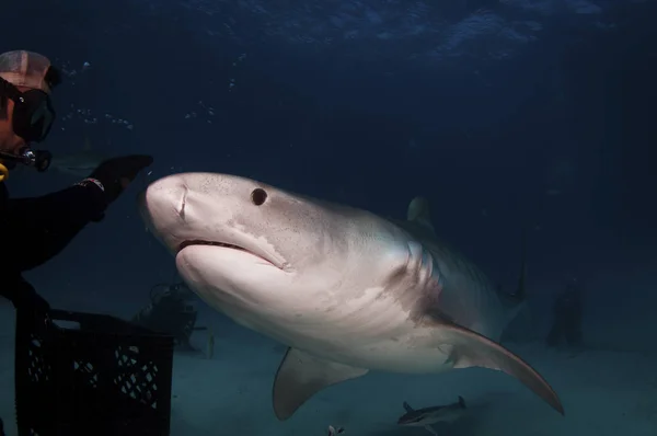 Un grand requin tigre — Photo