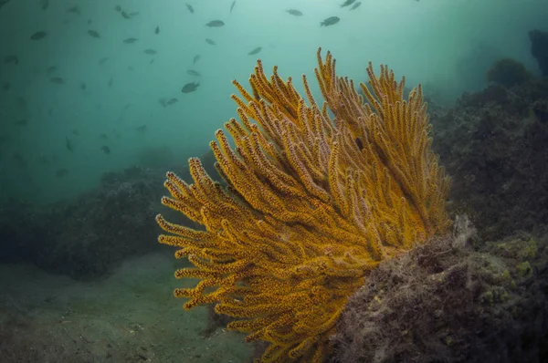 Arrecife de Coral Gorgoniano —  Fotos de Stock