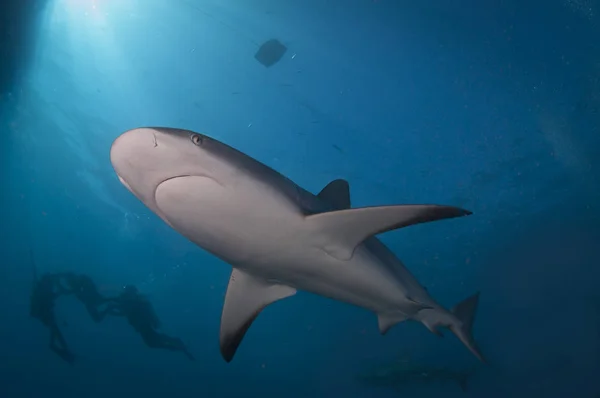 Caribbean Reef Shark — Stock Photo, Image