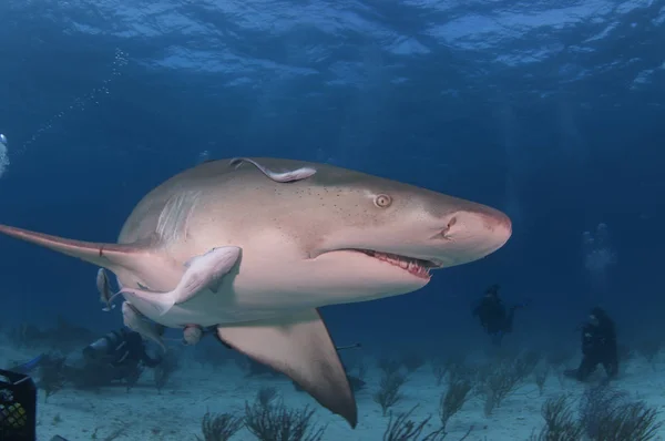 Лимонний акула плавати по — стокове фото