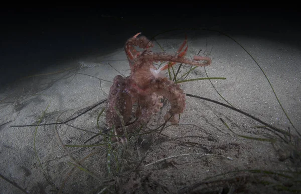 Pulpo de dos manchas —  Fotos de Stock