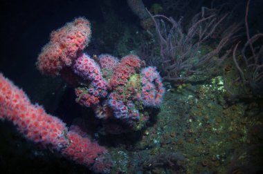Çilek anemon uygun bir batık bir gemi gemiye üzerinde büyüyen.
