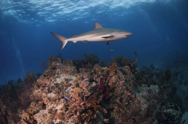 Žralok Perezův Bahamách — Stock fotografie