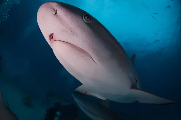 Squalo Della Barriera Corallina Delle Bahamas — Foto Stock