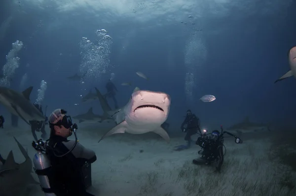 Buzos Interactuando Fotografiando Tiburón Tigre Grande —  Fotos de Stock