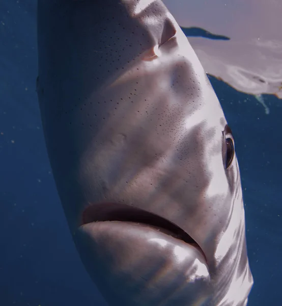 Fechar Tubarão Azul — Fotografia de Stock
