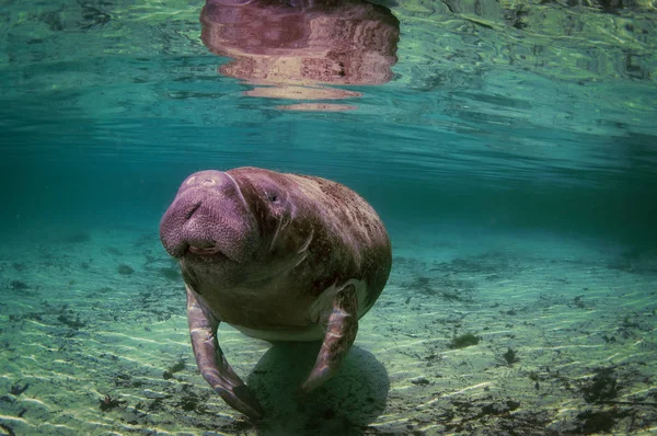 Een Manatee West India — Stockfoto