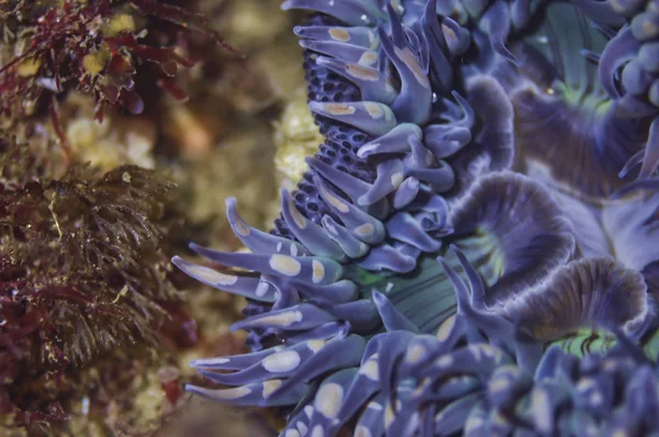 Bliska Niebieski Anemonu — Zdjęcie stockowe