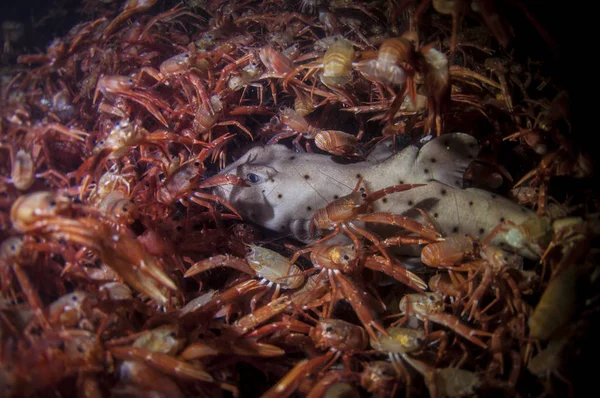 Horn Shark Feeding Pelagic Crabs — Stock Photo, Image