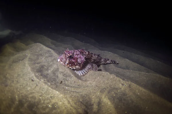 Skorpionfische Auf Sandigem Grund — Stockfoto