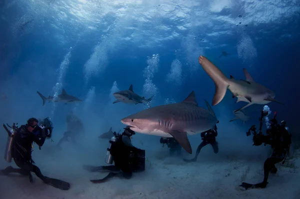 Nurków Interakcji Fotografowanie Dużych Tiger Shark — Zdjęcie stockowe