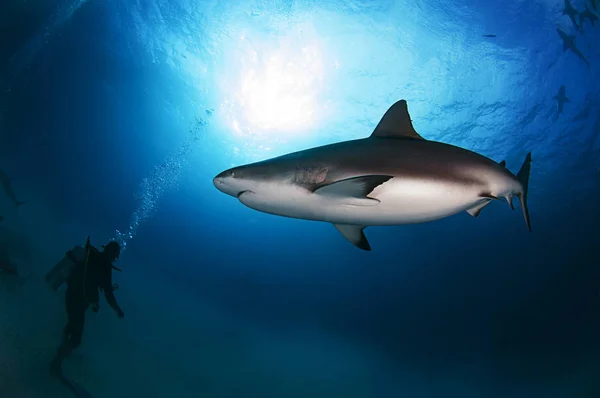 Caribbean Reef Shark Bahama Szigeteken — Stock Fotó