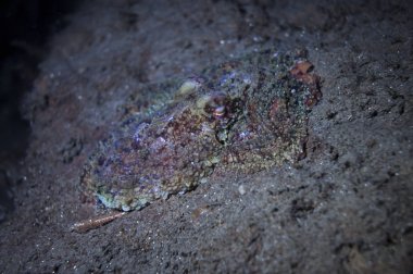 Bir iki nokta ahtapot camofluge kendisi bir kayanın üzerinde çalışılıyor
