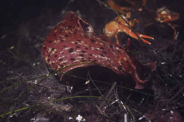 A large sea hare on the ocean floor