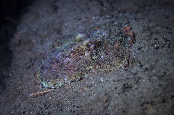 Two Spot Octopus Trying Camofluge Itself Rock — Stock Photo, Image