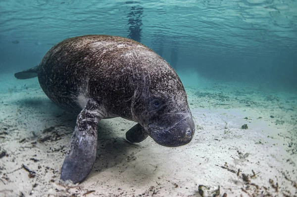 Elke Winter Gaan Mantees Warme Wateren Van Crystal River — Stockfoto