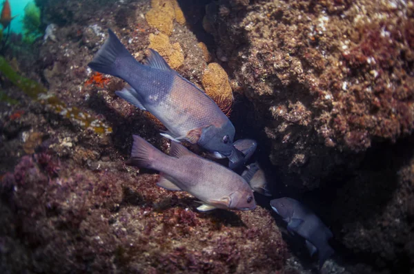 School Sheepshead Taking Refuge Den Hide Predators — Stock Photo, Image