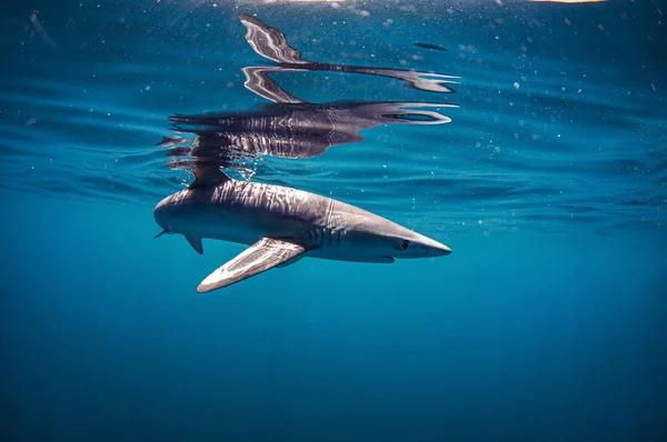 Les Requins Bleus Ont Corps Clair Longues Nageoires Pectorales Comme — Photo