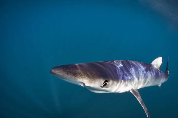 Blue Sharks Light Bodied Long Pectoral Fins Many Other Sharks — Stockfoto