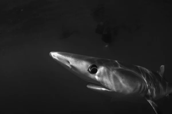 Los Tiburones Azules Son Cuerpo Claro Con Largas Aletas Pectorales — Foto de Stock