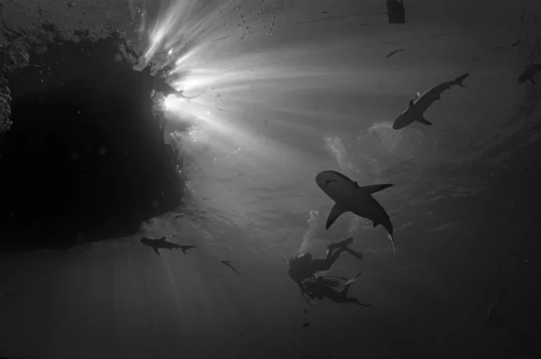 Buzos Haciendo Una Parada Seguridad Mientras Una Manada Tiburones Nadan — Foto de Stock